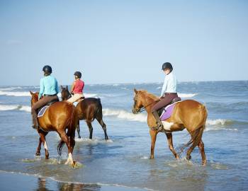 horses on the beach