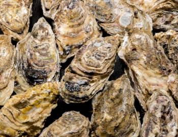 winter events in Charleston SC winter events in Charleston SC