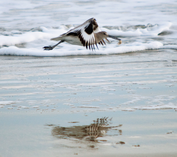 birdwatching on kiawah island birdwatching on kiawah island