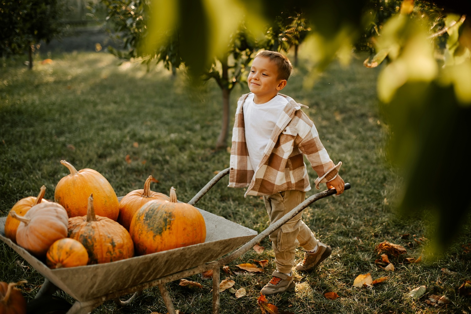 boy pushing wheelbarrow of pumpkins